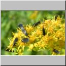 Scatopsidae sp - Dungmuecken 01.jpg